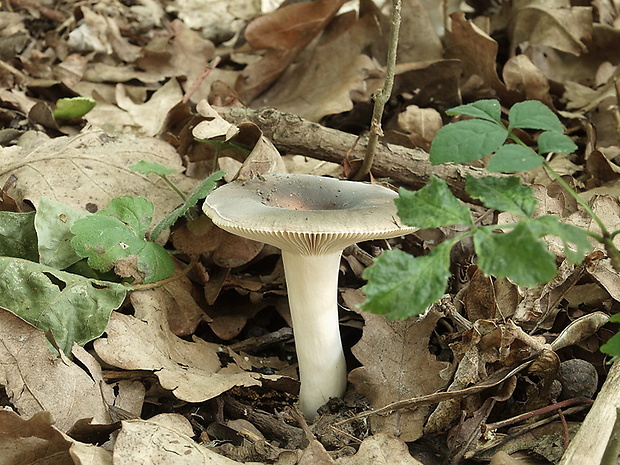 plávka Russula sp.