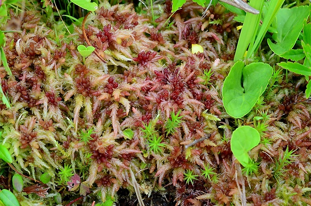 rašelinník. Sphagnum magellanicum Bridel, 1798