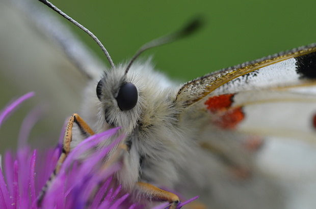 jasoň červenooký parnassius apollo