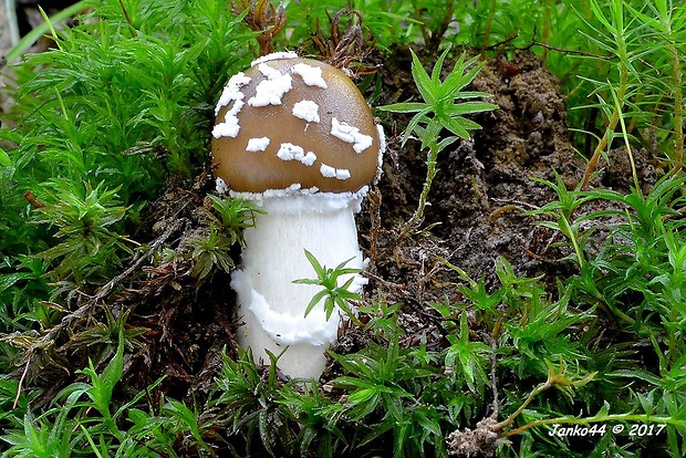 muchotrávka hrubá Amanita excelsa (Fr.) Bertill.