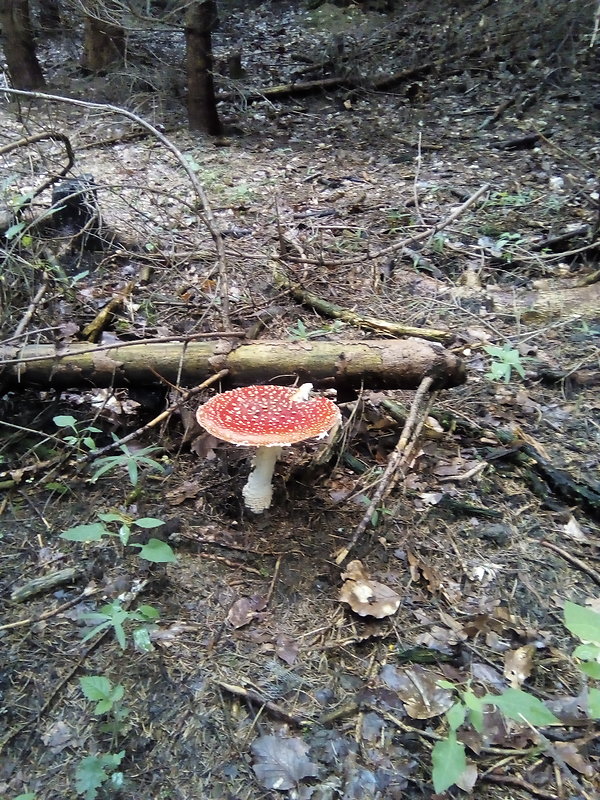 muchotrávka červená Amanita muscaria (L.) Lam.