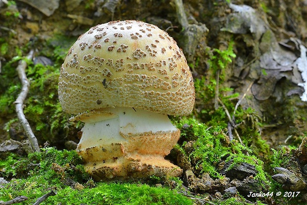 muchotrávka červenkastá Amanita rubescens Pers.