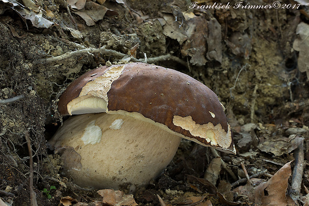 hríb dubový Boletus edulis Bull.