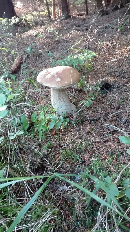 hríb smrekový Boletus edulis Bull.