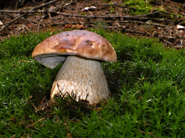 hríb smrekový Boletus edulis Bull.