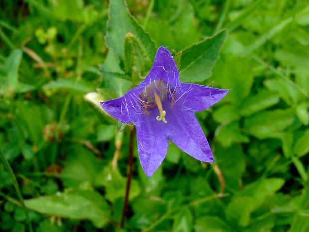 zvonček Campanula sp.