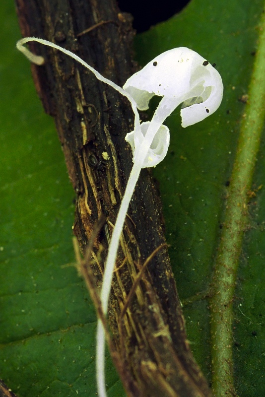 prilbovec deväťsilový Hemimycena pseudocrispula (Kühner) Singer