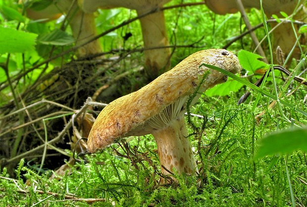 rýdzik nádherný Lactarius repraesentaneus Britzelm.