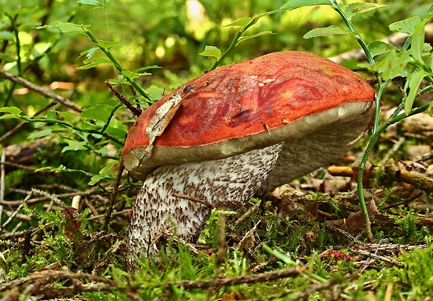 kozák smrekový Leccinum piceinum Pilát & Dermek