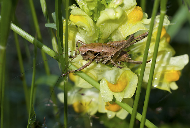 kobylka hnedkastá Pholidoptera griseoaptera