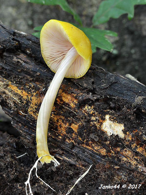 štítovka žltá Pluteus leoninus (Schaeff.) P. Kumm.