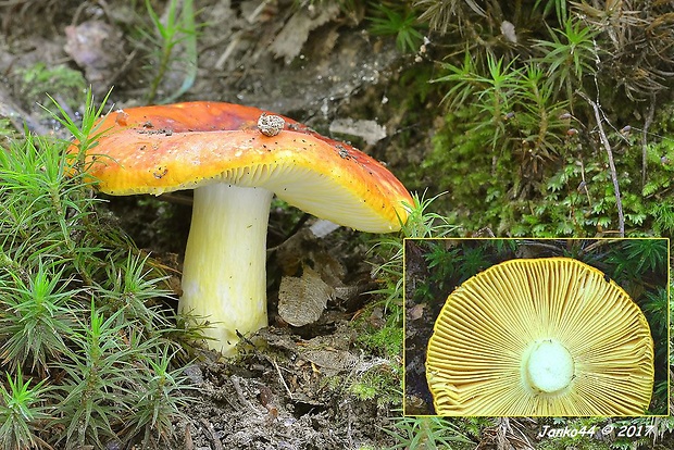 plávka zlatožltá Russula aurea Pers.