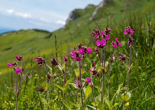 silenka červená Silene dioica (L.) Clairv.