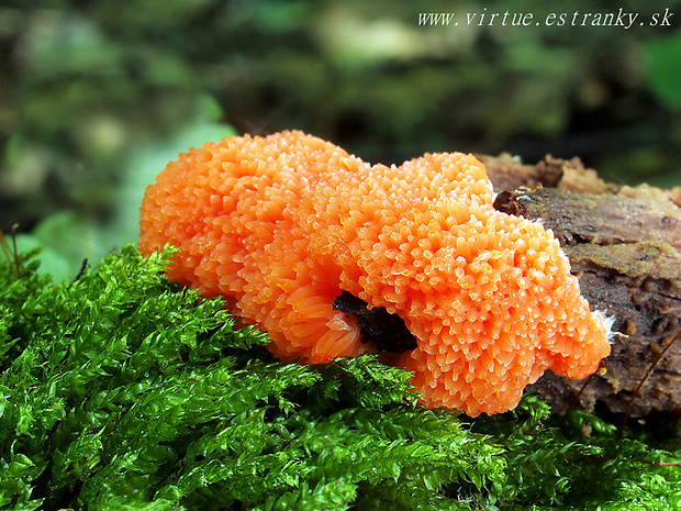 jahodník sasankovitý Tubifera ferruginosa (Batsch) J.F. Gmel.