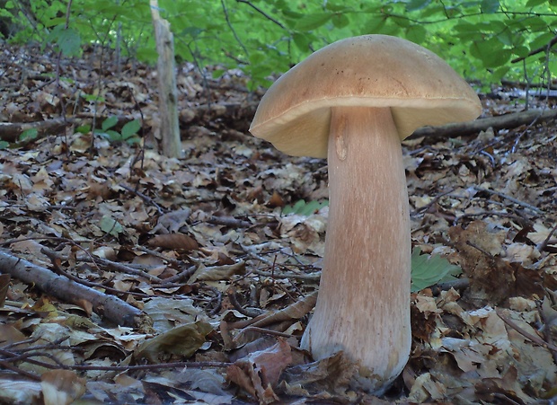 hríb dubový Boletus reticulatus Schaeff.