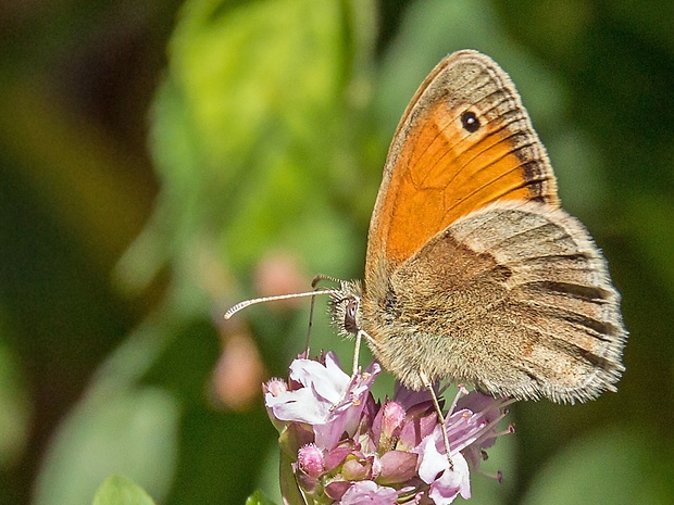 očkáň pohánkový Coenonympha pamphilus