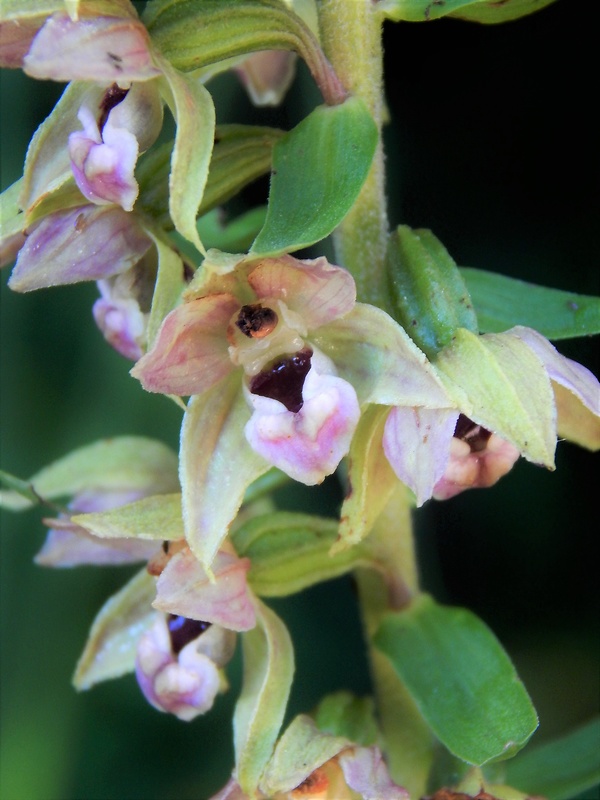 kruštík Epipactis sp.