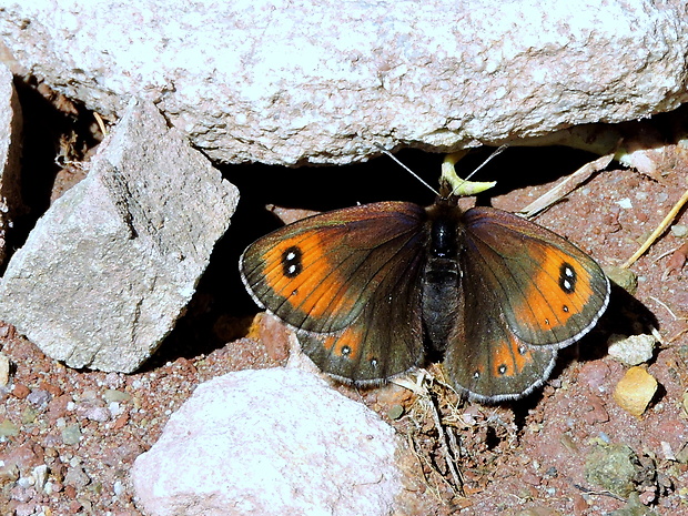 očkáň vysokohorský  Erebia gorge  Hübner, 1804