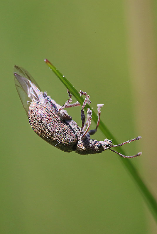 nosánik Phyllobius pyri