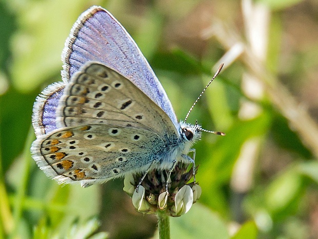 modráčik obyčajný  Polyommatus icarus