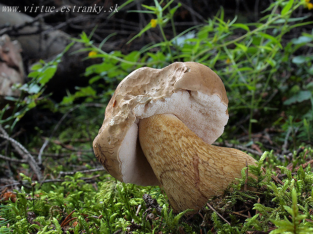 podhríb žlčový Tylopilus felleus (Bull.) P. Karst.