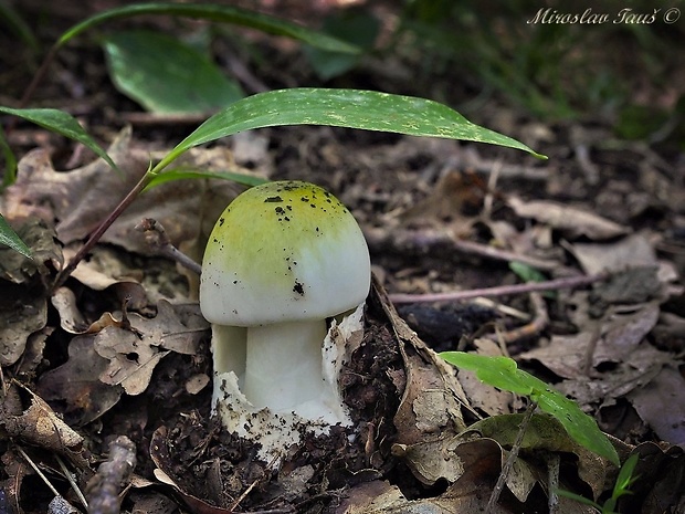 muchotrávka zelená Amanita phalloides (Vaill. ex Fr.) Link