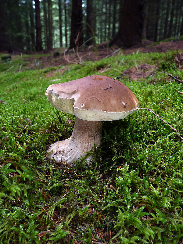 hríb smrekový Boletus edulis Bull.