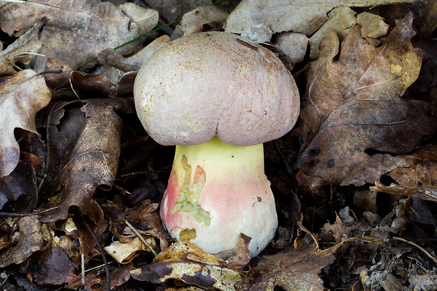 hríb nádherný Butyriboletus fuscoroseus (Smotl.) Vizzini & Gelardi