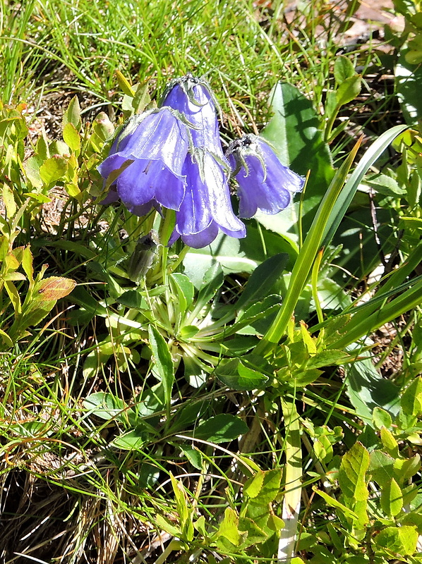 zvonček alpínsky Campanula alpina Jacq.