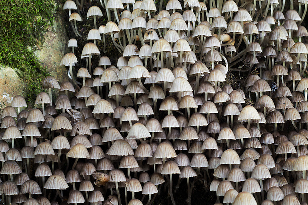 hnojník rozsiaty Coprinellus disseminatus (Pers.) J.E. Lange