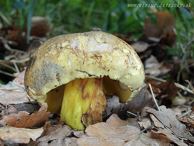 hríb modrejúci Cyanoboletus pulverulentus (Opat.) Gelardi, Vizzini & Simonini