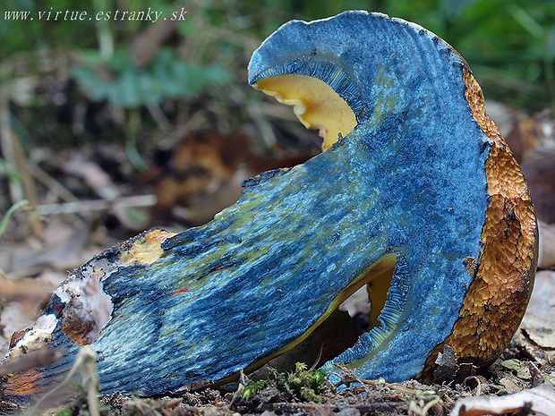 hríb modrejúci Cyanoboletus pulverulentus (Opat.) Gelardi, Vizzini & Simonini