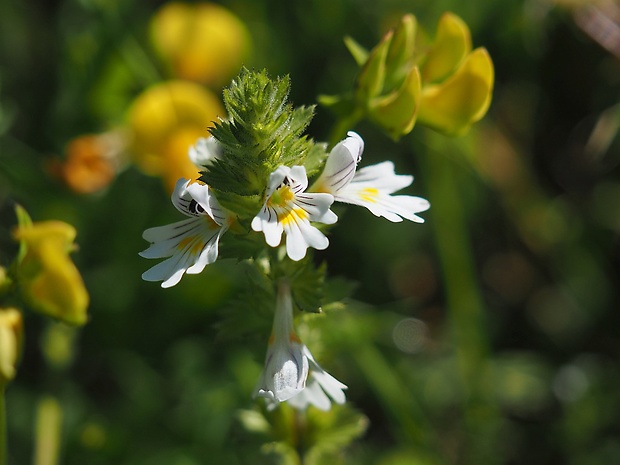 očianka Euphrasia sp.