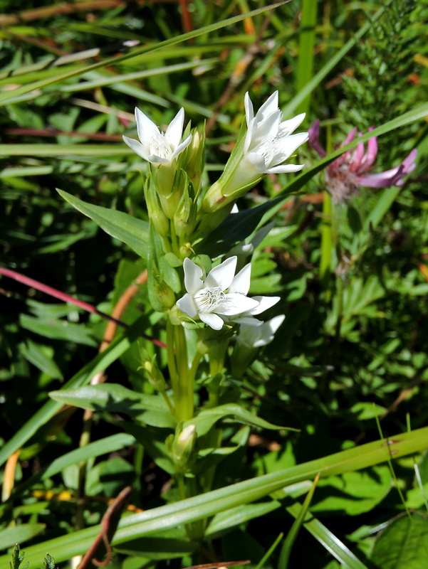 horček žltkastý tatranský Gentianella lutescens subsp. tatrae (Ronniger) Holub