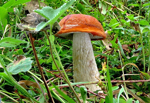 kozák osikový Leccinum albostipitatum den Bakker & Noordel.