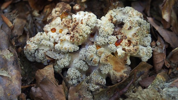 trúdnik klobúčkatý Polyporus umbellatus (Pers.) Fr.