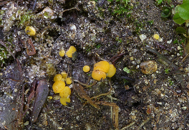 práškovka Pulvinula convexella (P. Karst.) Pfister