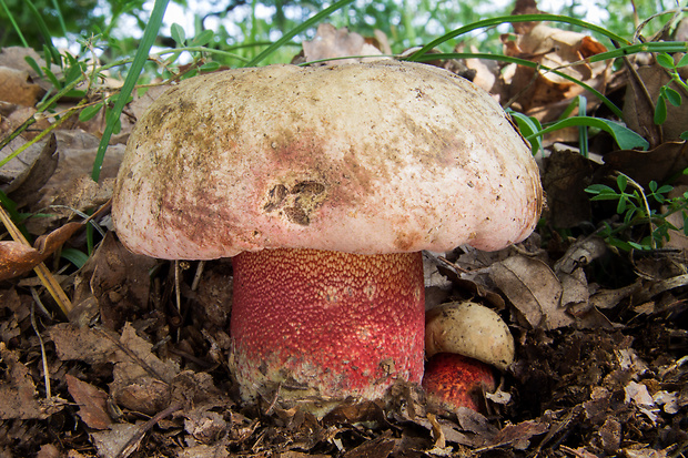 hríb purpurový Rubroboletus rhodoxanthus Kuan Zhao &amp; Zhu L. Yang