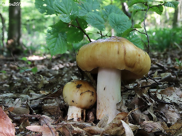 plávka smradľavá Russula foetens Pers.