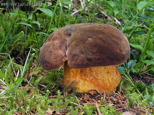 hríb zrnitohlúbikový Sutorius luridiformis (Rostk.) G. Wu & Zhu L. Yang