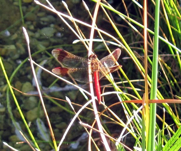 vážka pásavá Sympetrum pedemontanum Mueller in Allioni, 1776