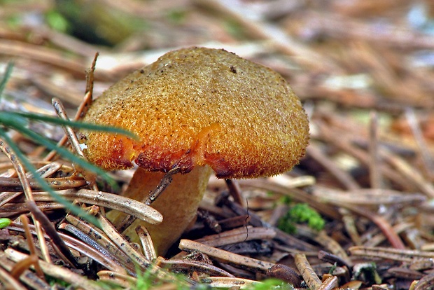 čírovec Tricholomopsis  Vauras