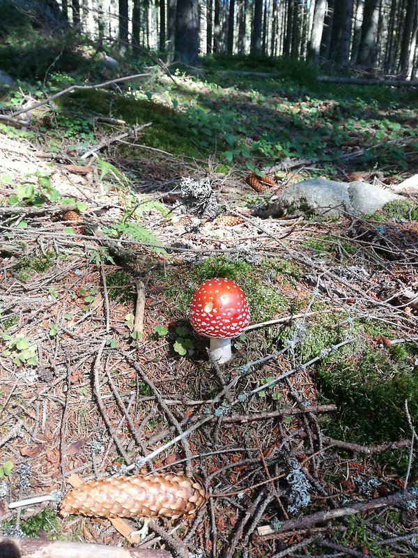 muchotrávka červená Amanita muscaria (L.) Lam.