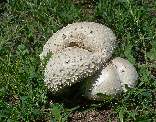 muchotrávka Vittadiniho Amanita vittadinii (Moretti) Vittad.