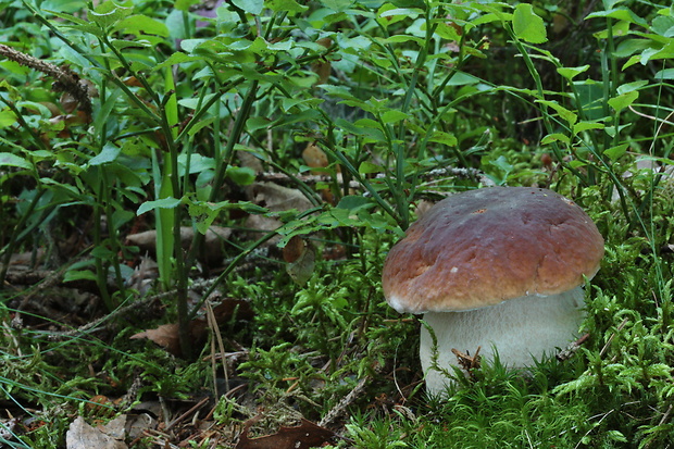 hríb smrekový Boletus edulis Bull.