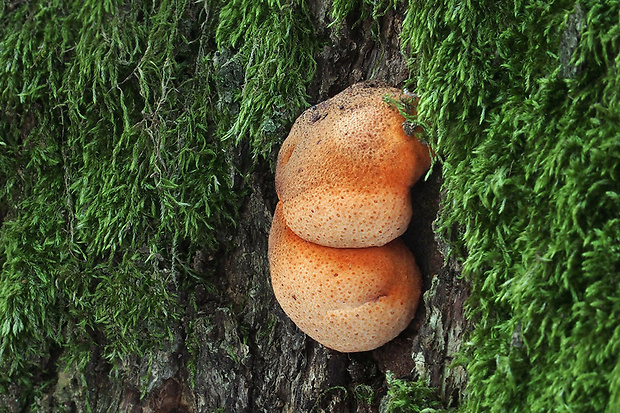 pečeňovec dubový Fistulina hepatica (Schaeff.) With.