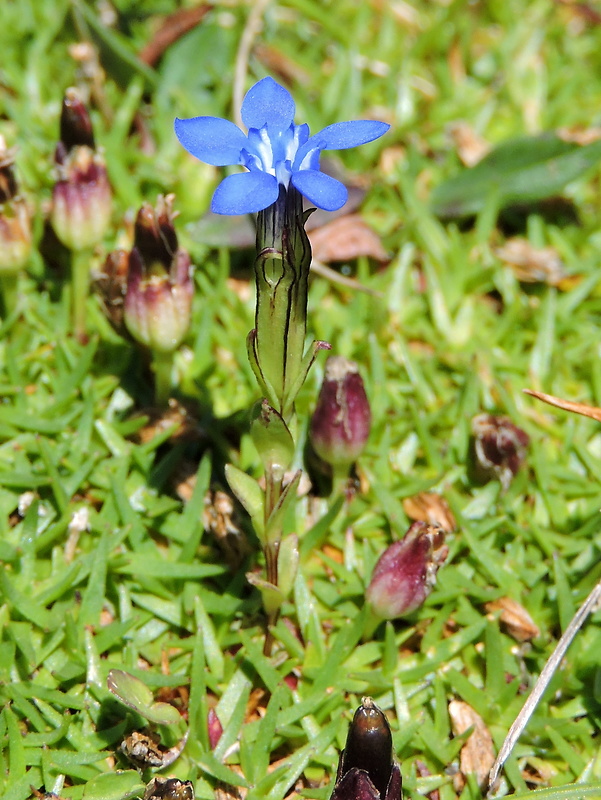 horec snežný Gentiana nivalis L.