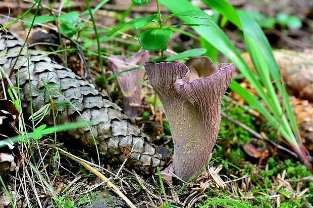 lievikovec kyjakovitý Gomphus clavatus (Pers.) Gray