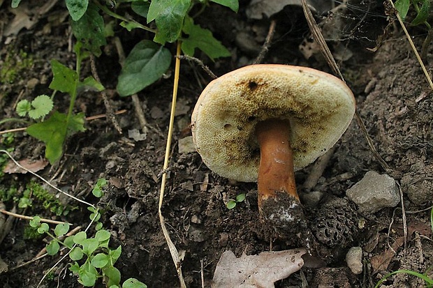 hríbnik gaštanovohnedý Gyroporus castaneus (Bull.) Quél.