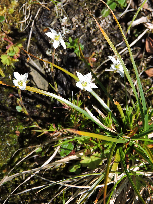 kurička gerardova Minuartia gerardii (Willd.) Hayek